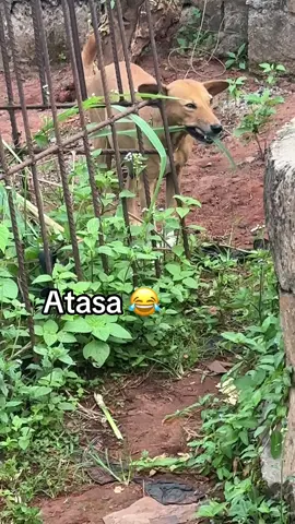 #fyp #atasa #fyp #foryou #viral 