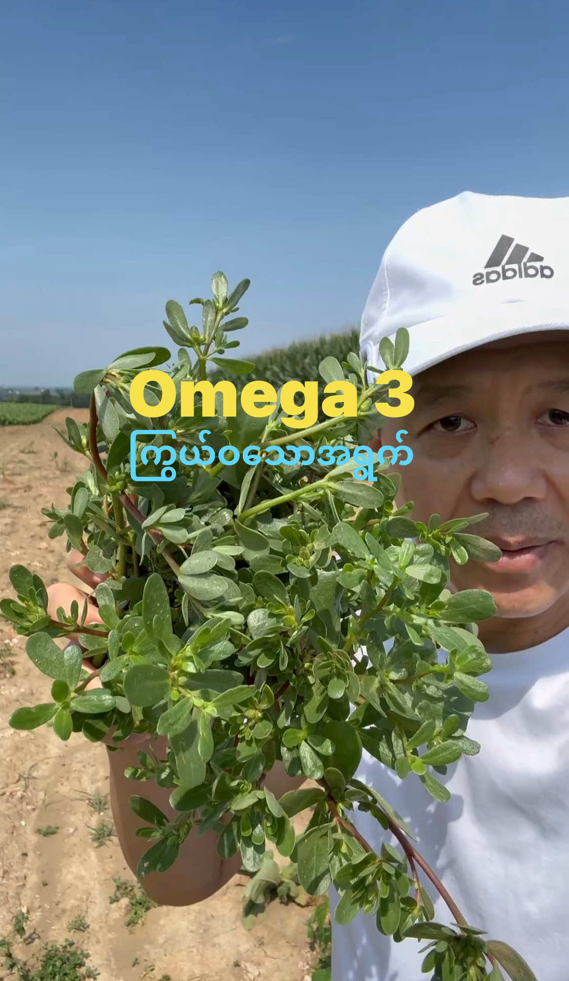 နှလုံးကျန်းမာရေးအတွက် Omega 3 ကြွယ်ဝသော Purslane အရွက်