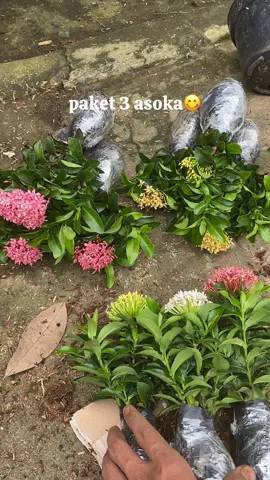 ready 3 paket asoka cek keranjang kuning ka #tanaman #tanamanhias #tanamanhiasmurah #tanamanunik #asoka #fypシ゚viral 