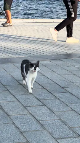 #funnyvideos #cats #catsoftiktok 