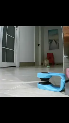 This remote-controlled cat toy features a simulated mouse sound that instantly grabs your cat's attention and stimulates their natural hunting instincts. It also burns calories and prevents obesity. Perfect for indoor cats and even small dogs, it's a great way to keep your pet active when you can't take them outside. A must-have for pet parents who want a healthy, happy companion! The interactive cat toy offers automatic and manual modes, allowing you to adjust the speed from 1500 to 3000 RPM. Choose between clockwise or counterclockwise chase directions. This automatic cat toy keeps your cat in tune with its unpredictable movements, while the simulated mouse sound adds extra excitement. Whether your cat is a playful kitten or a laid-back adult, this toy provides endless entertainment and mental stimulation! This interactive cat chase toy comes with a 60-meter (customizable length) cord, giving your cat or small dog plenty of room to run and play. Use the three fixed cord clips to create a customized chase path and attach DIY accessories like feathers or colorful fabric for endless fun. Equipped with two 2000mAh rechargeable batteries, this cat chase toy provides 3-5 days of standby time on a single charge. A built-in safety mode prevents overwork by cycling from 15 minutes of operation to 2 hours of sleep and shutting off after 5 cycles. Perfect for when you're away, it keeps your cat entertained and prevents loneliness or boredom. This is a unique gift for pet lovers and your beloved pet. It caters to both cats and puppies. Designed to stimulate physical agility and mental acuity, this mobile cat toy ensures your indoor cat stays active, healthy, and endlessly entertained. #CatGrooming #pet toy #HomeWithPets#TikTokMadeMeBuyIt pet toy