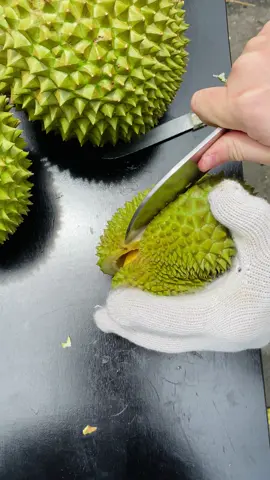 #musangking #blackthorndurian #blackthorn MUSANGKING đẳng cấp 