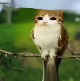 #meowl #cat #fyp #owl #meme