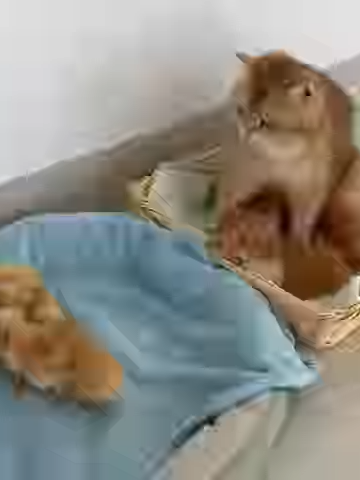 แม่ไก่กับแม่แมวแลกเด็กกันหน่อยฮ่าๆ 😂🐔🐱#DailyVlog #FunVideos #FunnyMoments #ไก่ #cat