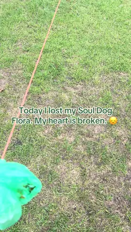 I’ve been very quiet of late but that’s because yesterday I lost my absolute wonder dog. We had her 13 years but over the last few weeks she became increasingly unwell. Yesterday I had to make the decision that I didn’t want to make and she passed away peacefully in my husband’s arms as I was kissing her head thanking her for bringing so much love into my life. She was more than just a dog to me, she was my soul dog. Waking up this morning and have only waggy tailed dog greet me was so sad. Right now I feel numb, sad and heartbroken. I know she’s with my brother because her gave me his sign literally 30 minutes later so I know she’s being looked after and loved by him. I know this isn’t my usual content but I had to post this today. #OldDog #PetLoss 