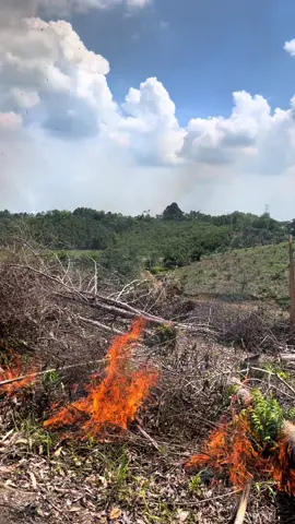 Kearifan lokal. Apa itu membakar ladang? Membakar ladang adalah bagian dari siklus berladang berpindah2. Api di gunakan secara terkendali untuk membersihkan lahan, membasmi hama, sekaligus mengembalikan kesuburan tanah.   Beda dengan kebakaran hutan.  Skala rendah. Ladang adat hanya seluas 1-2H, pembakaran di lakukan dengan beramai2 dengan pengawasan ketat, setelah itu lahan akan dipulihkan dengan sistem rotasi.  Karhutla oleh korporasi.  Api di gunakan untuk membuka ribuan Hektare sekaligus, Tanpa pengendalian yang baik, inilah yang mengakibatkan kabut asap, bukan ladang adat yang kecil dan terkendali. 