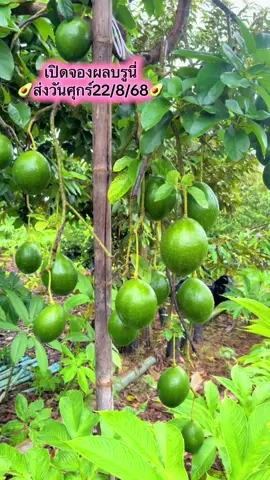 #บรูนี่ #สวนอะโวคาโดไอริณเขาค้อ #ไอริณฟาร์ม #อะโวคาโด้เพื่อสุขภาพ🥑🥑 #อะโวคาโด #อโวคาโด้ #เขาค้อเพชรบูรณ์ #เขาค้อ #เกษตรกร 