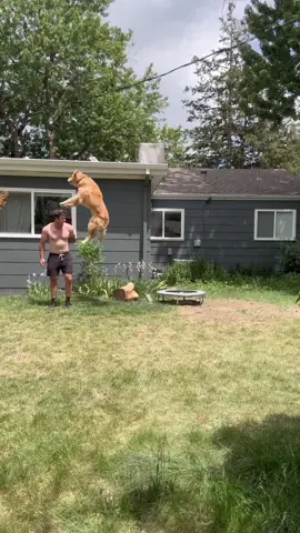 A runaway dog is very dangerous😂🤣🐶#fyp #dog #usa🇺🇸 #🐕 #fuuny #tiktok #🤣🤣😂 