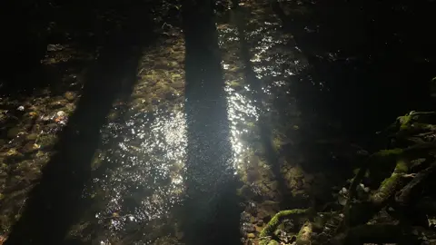 имба песня #vibe #forest #fyp 