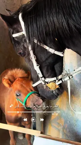 الحب ما يعرف عمر 😂