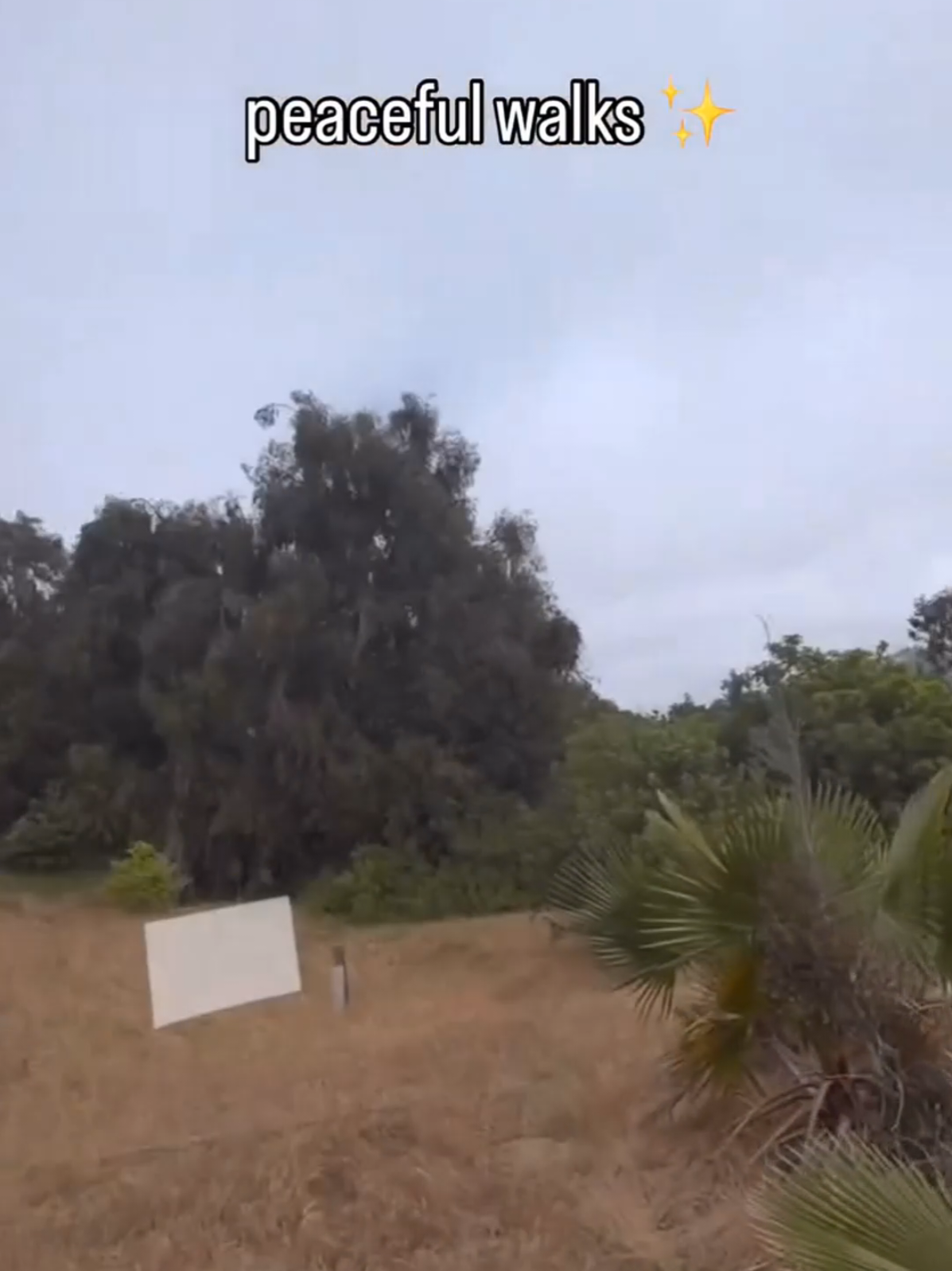 Peaceful walks, beautiful moments #tiktokusa #funnytiktok #viralvideos #vr #vrclips 