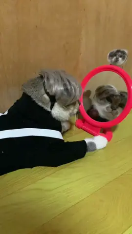 haha#fyp #kitten #cat 