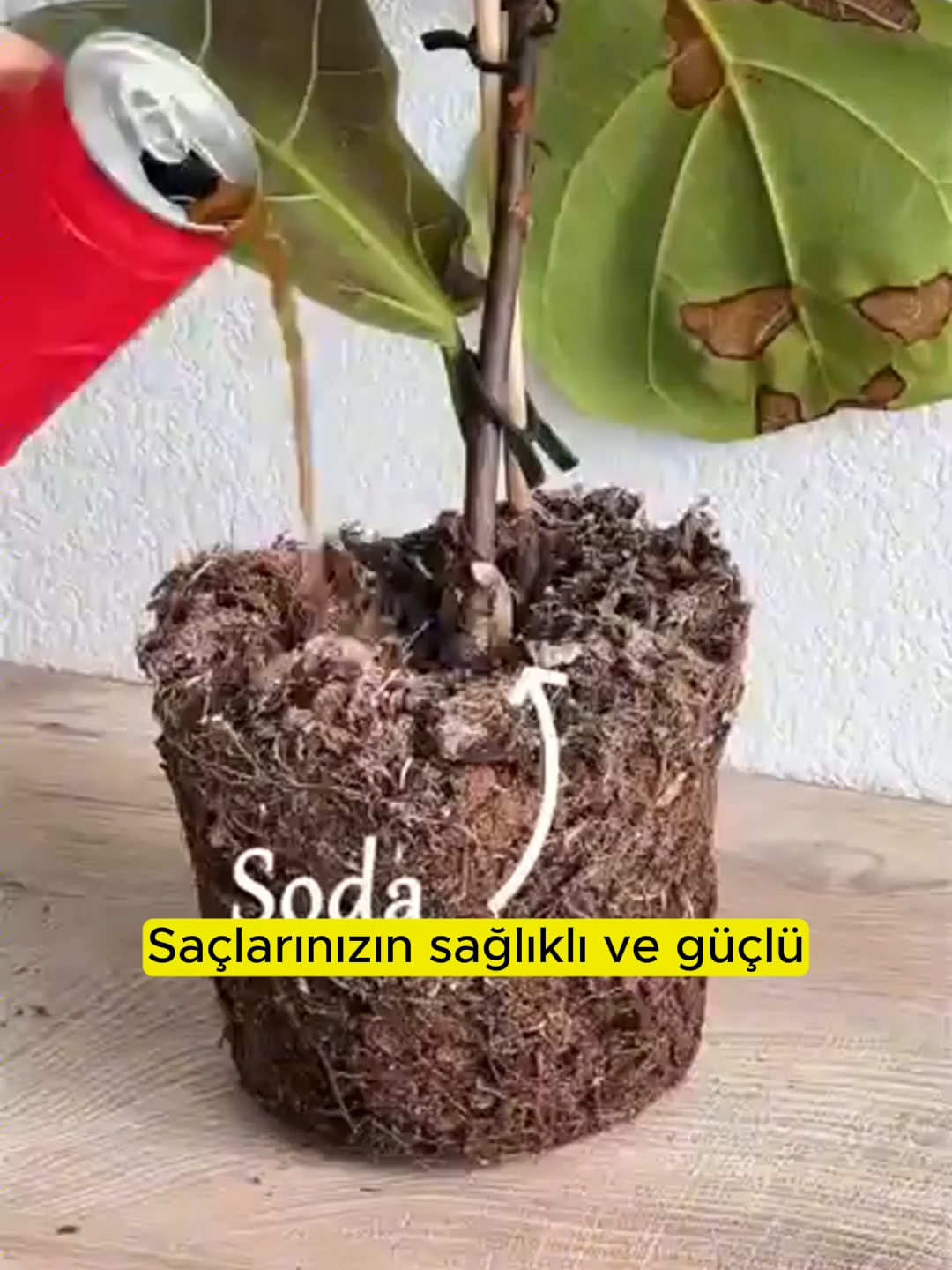 Bitkilerin üzgün mü görünüyor? 👀 Tek bir tarama ve boom — anında glow up 🌱💚 TR #IndoorPlants #OutdoorPlants #UrbanGardening #Succulents #BotanicalGarden #PlantCare #plantbased #plantas #herby
