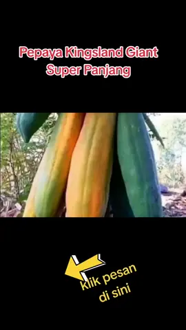 #bejibenihpepayakingslandsuperpanjang #