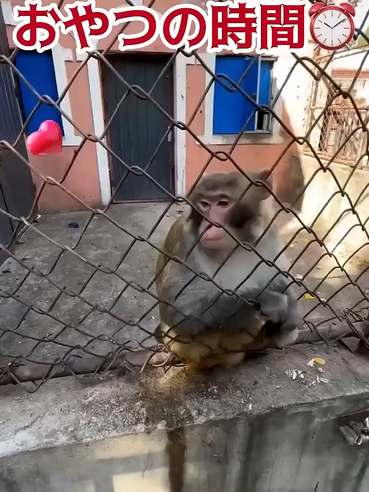 #やつ争奪戦!お猿さんの表情がサイコ〜笑#shorts #おやつ #モンキー #争奪戦 #可愛い#monkey #おもしろ