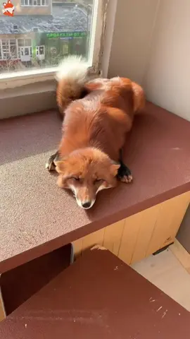 Why is a fox's laugh so cute🦊#fox #animals #cute #pet #fyp #foryou #viral#usa
