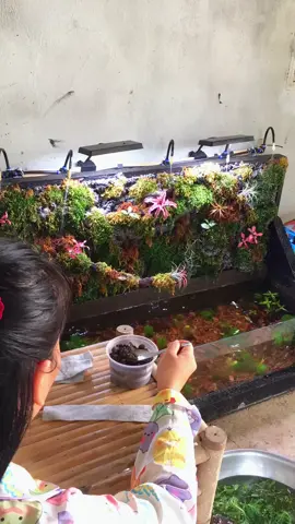 #CâythủysinhPhướcĐức #xuhuongtiktok2025 #tiktokviral #hottrend #TâyNinh 