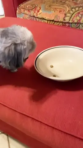 Pretend to feed your dog#dog #funnydog #dogs #animals #foryou 