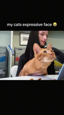 When you realize the eyes are 90% of the personality 👀 #catsoftiktok  #fyp  #foryoupage  #funnycats  #cutecat 