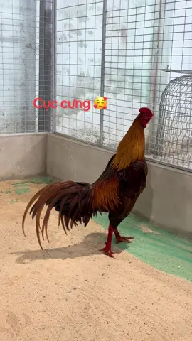 #baotondongvat #yêuthuongdongvat 