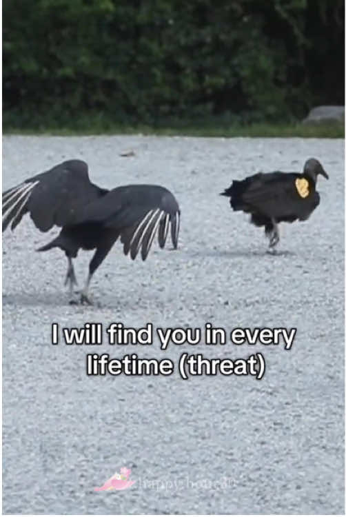 I will find you in every lifetime  (threat).🥰#bird#friends #usinanotheruniverse #funnyanimals #otter #turtle#gorilla #deer #funnyvideos #fyp #foryoupage #birdsoftiktok 