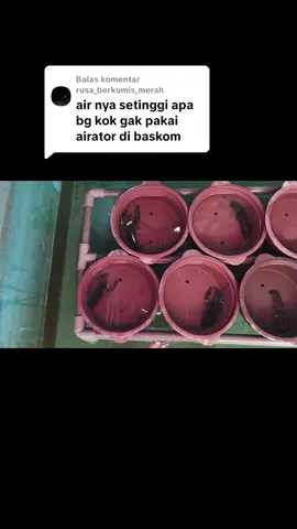 Membalas @rusa_berkumis_merah next part karantina🦞🦞🦞 #bibitlobster #lobsterairtawar #lobsterbertelur #karantina #sulawesiselatan 