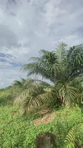 4 tahun yng tidak mudah bnyak drmadrma nye tapi alhamdulillah ade yak hasilnye🥹🫶🏻🫶🏻