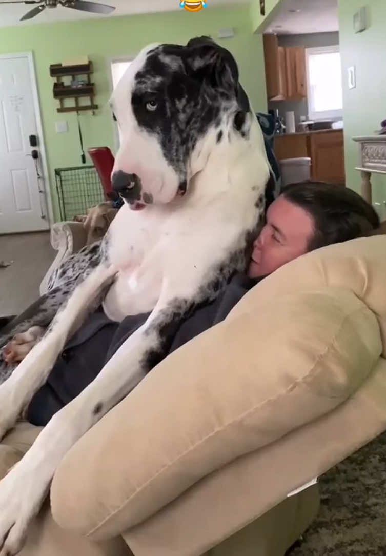 When you have a Great Dane #greatdane #funnydog #foryou #funnyvideos #pet #fyp #doglover 