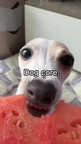 I like dogs🫶🏻#corecentercc #dogcore #fyp 