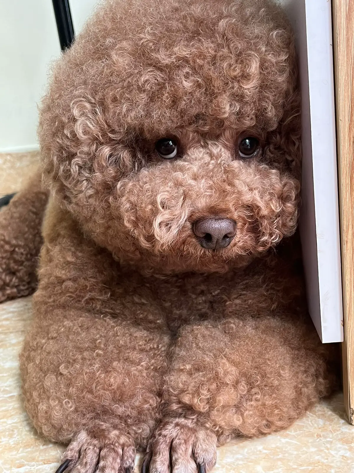 Gương mặt bị ép đi khách 🤣🤣🤣 #Camnacunfamily #yeuchomeo #poodlesoftiktok #xuhuong #dog 