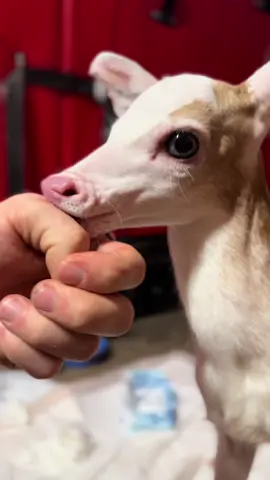 If you could smell the video, it wouldn’t be so cute 😅 #deerfarm #piebald #deertiktok #fawns #deertok 