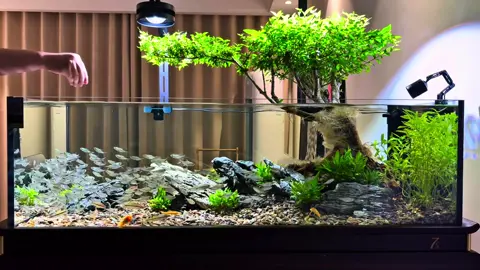 Mỗi ngày ngắm đàn cá bơi lội thong dong, mọi mệt mỏi dường như tan biến. Nuôi cá không chỉ là thú vui mà còn là cách chữa lành tâm hồn. Bạn đã có một bể cá cho riêng mình chưa? 😍✨ #nuoicacanh #nuoica #becathuysinh #thuvinuoica #nuoicathuysinh