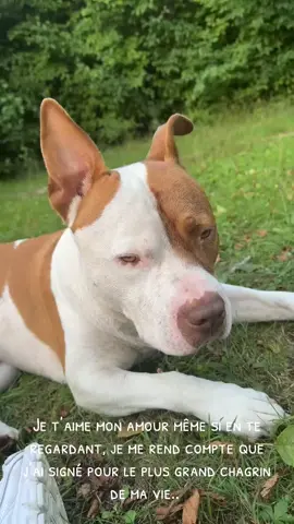 #amours #LoveIsLove #chiensurtiktok #doglove #pitbulllove #foryou #amazing #vie #lifes #chiensurtiktok 