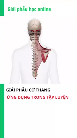 Giải phẫu nhóm cơ Thang 🔥 #anatomy #giaiphau #nutritionfitnessbachai #Fitness #gymmotivation