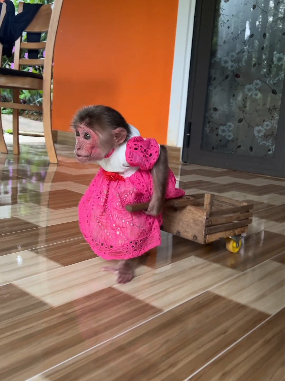 Monkey Moon goes to pick tomatoes to eat #animal #monkeymoon #babymonkey #cutemonkey #monkeytiktok 