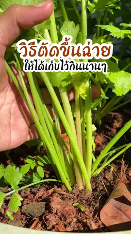 วิธีตัดขึ้นฉ่าย ให้ได้เก็บไว้กินนานๆ👨‍🌾 #เกษตร #ขึ้นฉ่าย #ผักสวนครัว #รู้ทันเกษตร