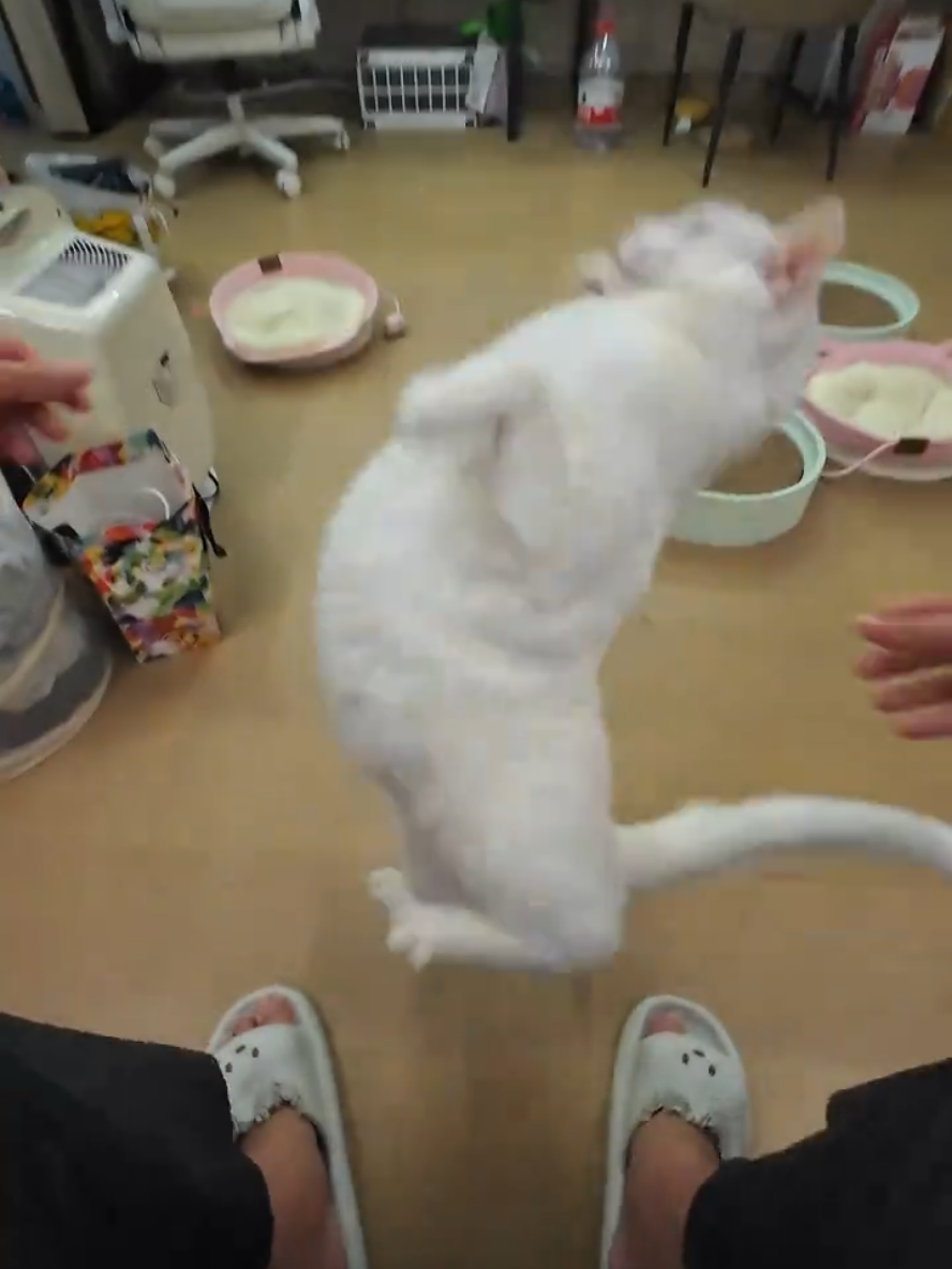 Ninja Fufu  #fyp #fufucat #catlover #pets #catsofttiktok 