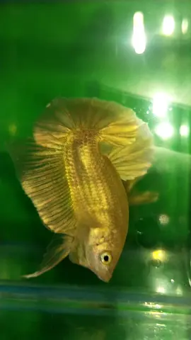 ทองคำๆ👑👑#ปลากัดสวยงาม #ปลากัด #betta #ปลากัดป่า #ฟีด 