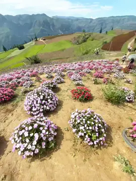 Em.có.muốn lên bản với anh không?#fyp #xuhuongtiktok #xinmanhagiang #thaonguyen 