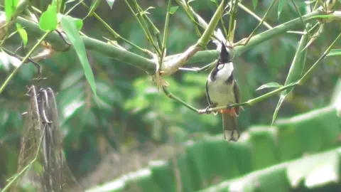 Cái kết đắng #xuhuongtiktok #TiếngChimChàoMào #xuhuongtiktok 