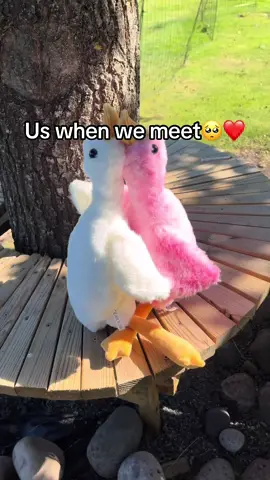 Link in bio🔗 #goose #plush #plushies #duck #fyp 