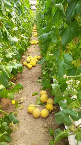 mini inthanon buah kecil kecil  #petaniindonesia🇮🇩🇮🇩🇮🇩🌿🌿 #petanimuda #greenhouse #hidroponik #melonpremium 