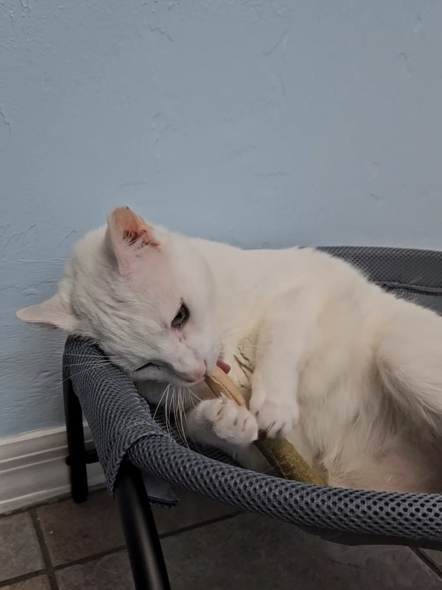#cattok #catsoftiktok #catnip 