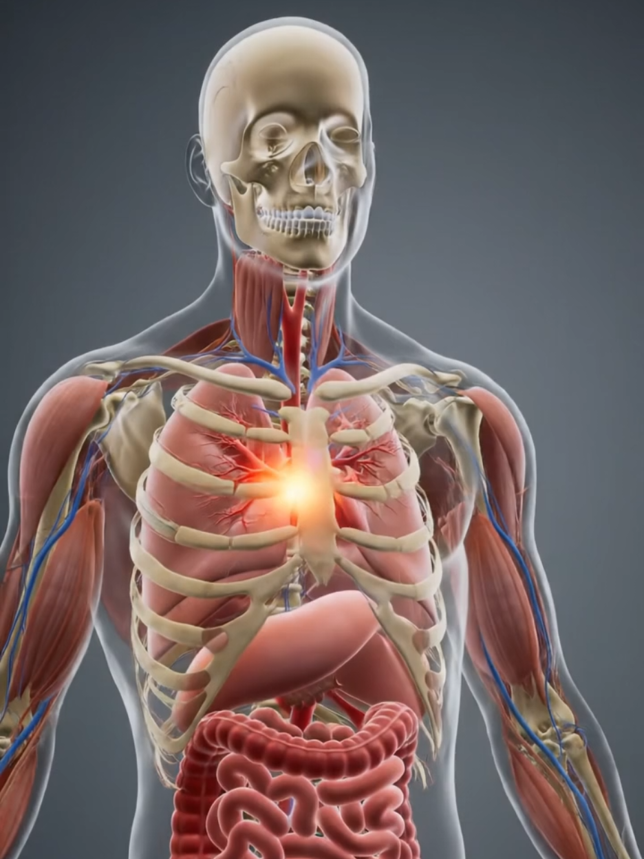 An AI-generated animation of the human body, with glowing internal organs and a pulsing circulatory system. #AIArt #Anatomy #MedicalAnimation #MotionGraphics #Science