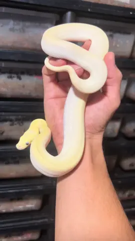 Serpiente blanca #burmese #python #morphs #ivory #green  