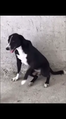 I found this dog outside🐶                              #dog #foruyou #foru #fürdich #ai 