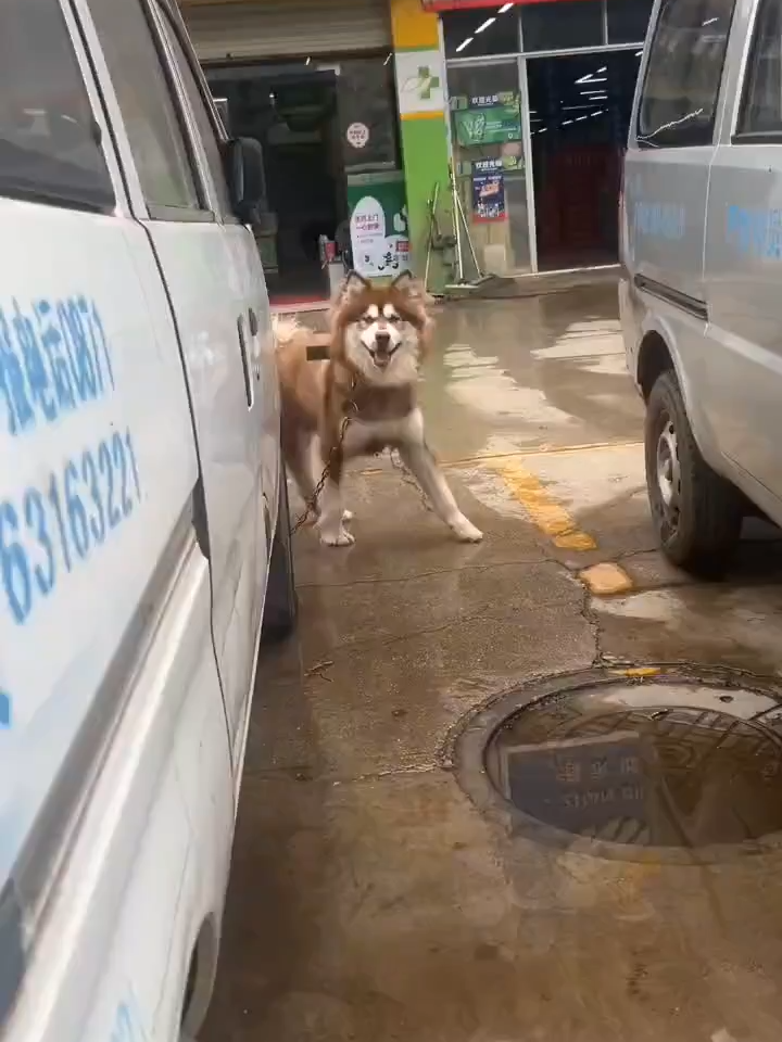 Dogs really like to play hide-and-seek.