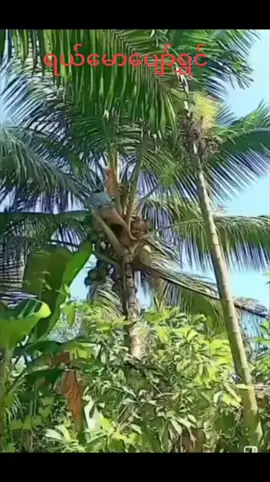 Like မလိုချင်ဘူးလူ့ပတ်ဝန်းကျင်ကြီးပျော်နေရင်ရပြီ#tiktokmyanmar🇲🇲 #highlight #follower #newviewers #CapCut 