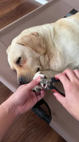 🔹 Natural wear just can't keep up with nails growth — they need our help. The visible nail clipper fits perfectly into our weekly routine. Prevents overcutting and saves me hundreds a year. #dogcaretips #dognails #catpick #nailclipping #doghack 