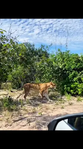 Elephants chase away a lioness!